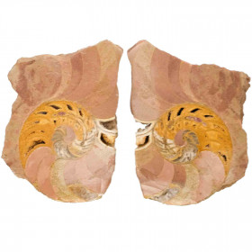 Ammonite sciée - La paire - 15 cm