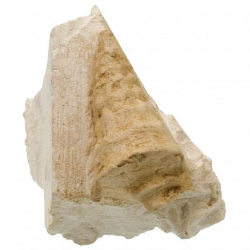 Coquillages turritelle fossile sur gangue - 11 cm