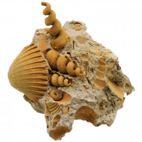 Coquillages turritelles et bivalve fossile sur gangue - 9 cm