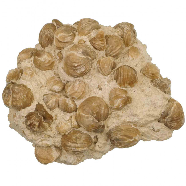 Gros bloc de rhynchonelles fossiles sur gangue - 17 cm