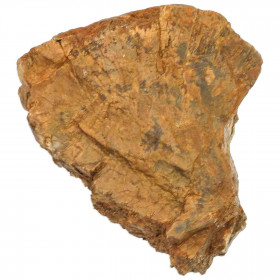 Bois fossilisé - 11 cm