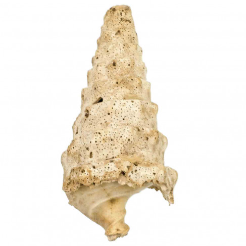 Coquillage fossile cerithe - 20 cm