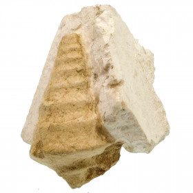 Coquillage turritelle fossile sur gangue - 10 cm