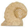 Ammonite fossile - 17 cm
