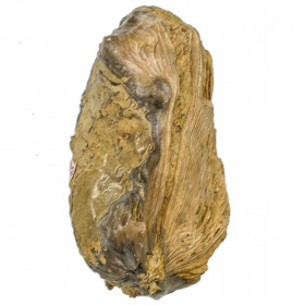 Huitre fossile - 600 grammes