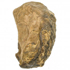 Huitre fossile - 600 grammes