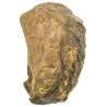 Huitre fossile - 600 grammes