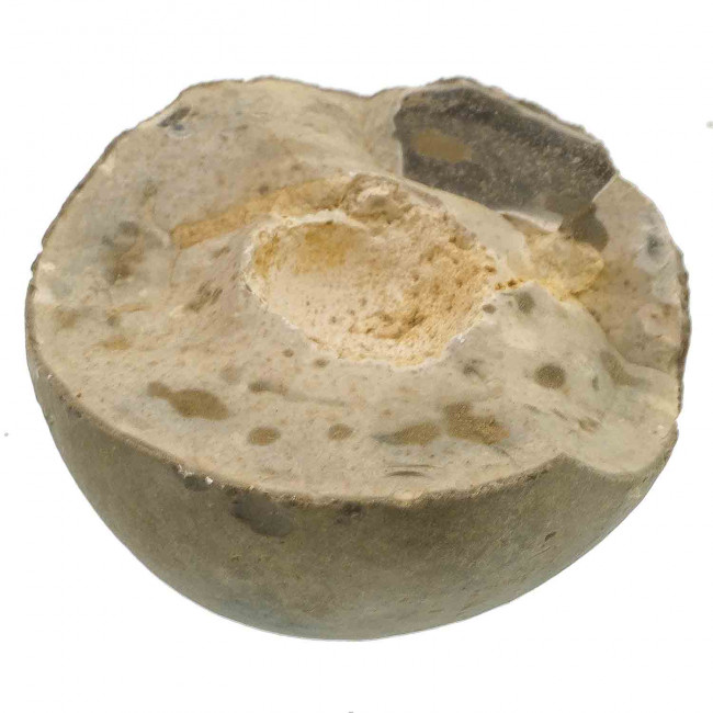 Oeuf fossile préhistorique - 450 grammes
