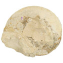Ammonite fossile calcifiée ouverte - 1539 grammes