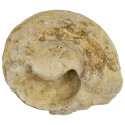 Ammonite fossile calcifiée ouverte - 1539 grammes