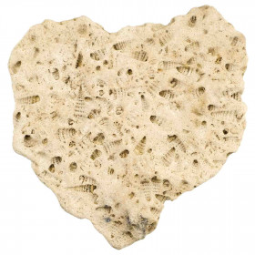 Plaque fossilisée avec empreintes de coquillages cerithes - 1761 grammes