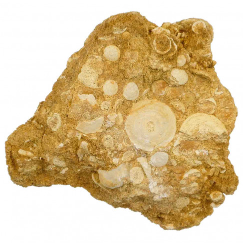 Fossile nummulites sur gangue - 156 grammes