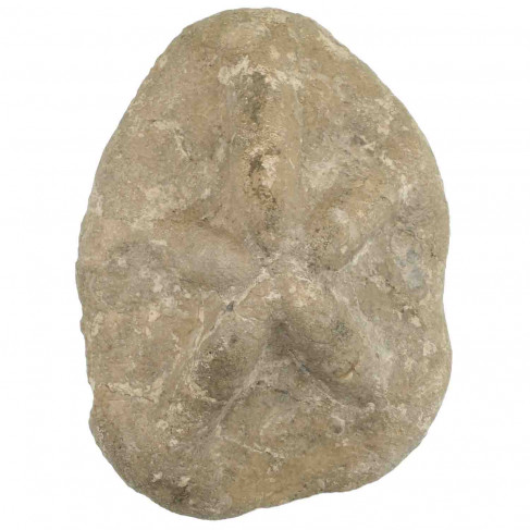 Oursin clypeaster fossile - 265 grammes