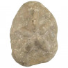 Oursin clypeaster fossile - 265 grammes