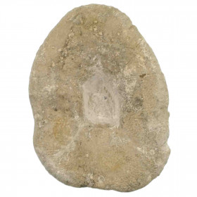 Oursin clypeaster fossile - 265 grammes