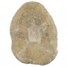 Oursin clypeaster fossile - 265 grammes