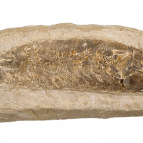 Nodule de poisson fossile - 836 grammes