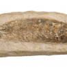Nodule de poisson fossile - 836 grammes