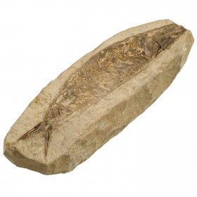Nodule de poisson fossile - 836 grammes