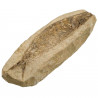 Nodule de poisson fossile - 836 grammes
