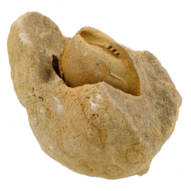 Coquillage porambonite fossile sur gangue - 427 grammes
