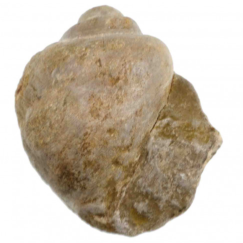 Coquillage pteroceras fossile - 286 grammes