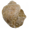 Coquillage pteroceras fossile - 286 grammes