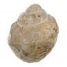 Coquillage pteroceras fossile - 286 grammes