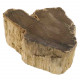 Bois fossile tranche de branche - 1066 grammes
