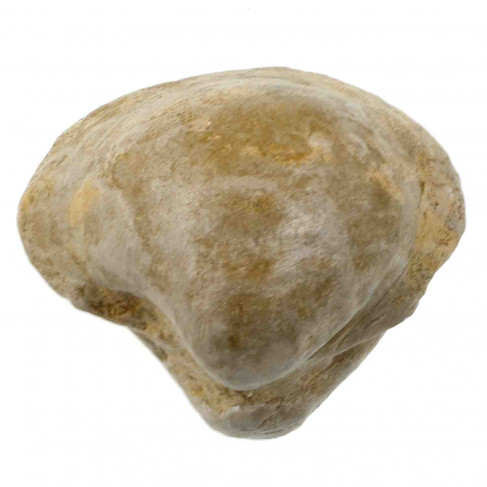 Fossile coquillage bivalve pholadomya protei - 156 grammes