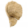 Coquillage fossile cassidea semicassis harpaeformis - 85 grammes