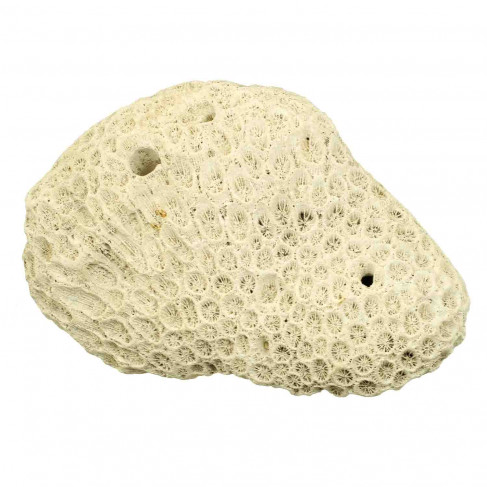 Méandrine corail fossilisé - 190 grammes