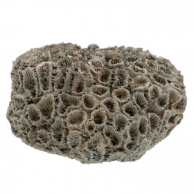Corail fossile - 203 grammes
