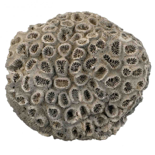Corail fossile - 203 grammes