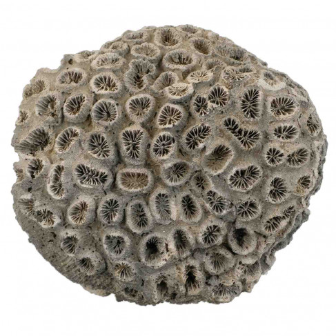 Corail fossile - 203 grammes