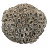 Corail fossile - 203 grammes