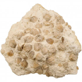 Gros bloc de rhynchonelles fossiles sur gangue - 8.9 kg