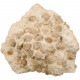 Gros bloc de rhynchonelles fossiles sur gangue - 8.9 kg