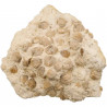 Gros bloc de rhynchonelles fossiles sur gangue - 8.9 kg