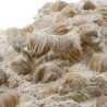 Gros bloc de rhynchonelles fossiles sur gangue - 8.9 kg