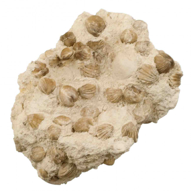 Gros bloc de rhynchonelles fossiles sur gangue - 4.1 kg