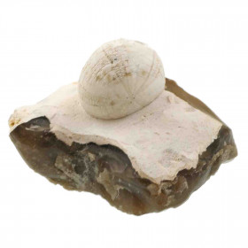 Oursin fossile sur gangue de silex - 357 grammes