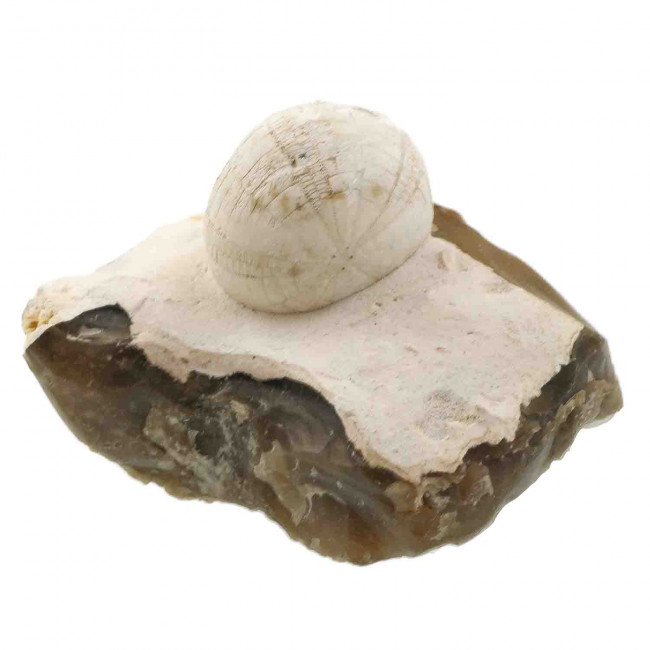 Oursin fossile sur gangue de silex - 357 grammes