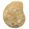 Ammonite sciée - 384 grammes