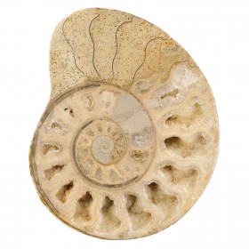 Ammonite sciée - 384 grammes