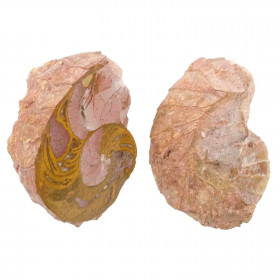 Ammonite fossile sciée - La paire - 311 grammes