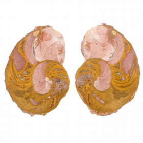 Ammonite fossile sciée - La paire - 311 grammes
