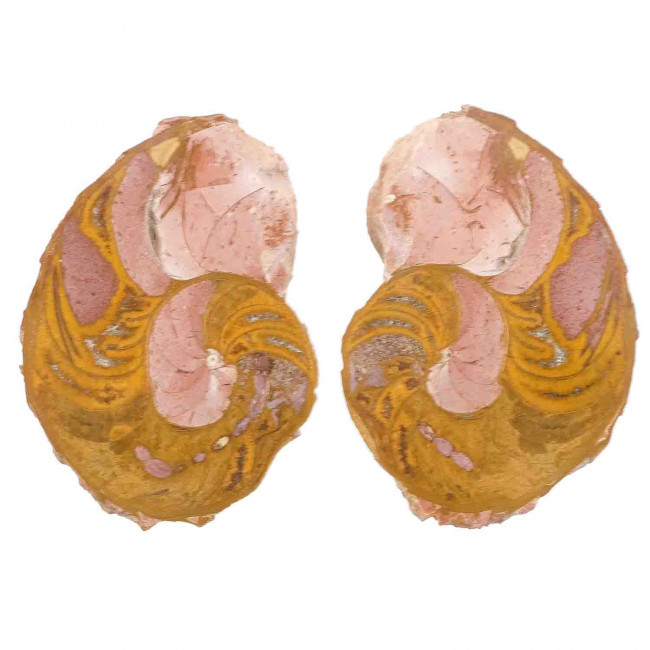Ammonite fossile sciée - La paire - 311 grammes