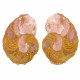 Ammonite fossile sciée - La paire - 311 grammes