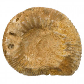 Ammonite sciée - 174 grammes